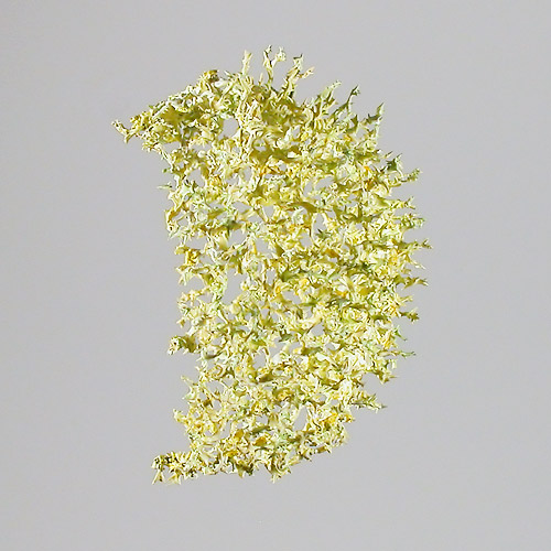 Aljoscha, bioism, biofuturism