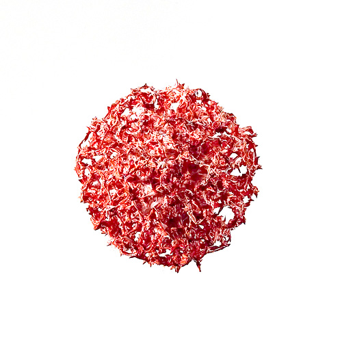 Aljoscha, bioism, biofuturism