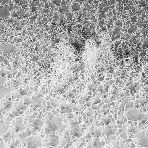 Aljoscha, bioism, biofuturism