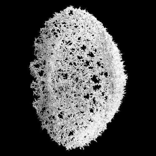 Aljoscha, bioism, biofuturism